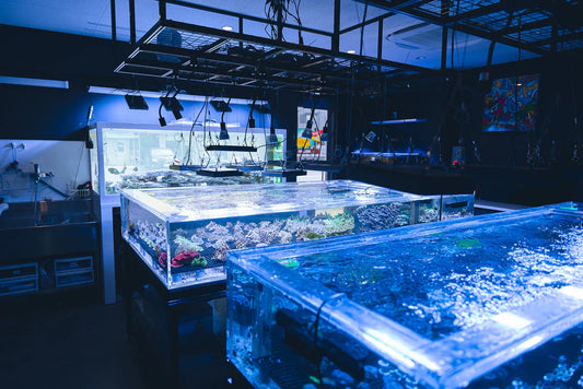 大事なお知らせ