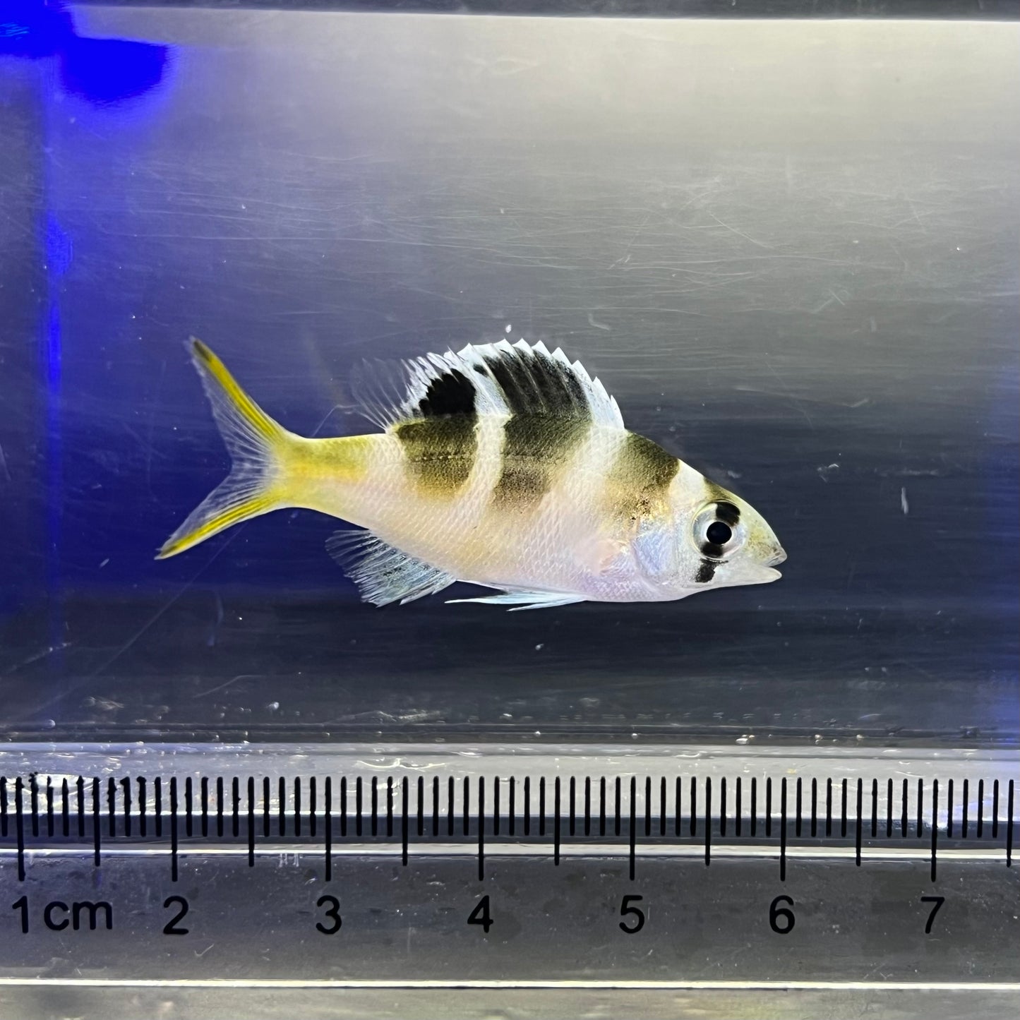 ヨコシマクロダイ幼魚