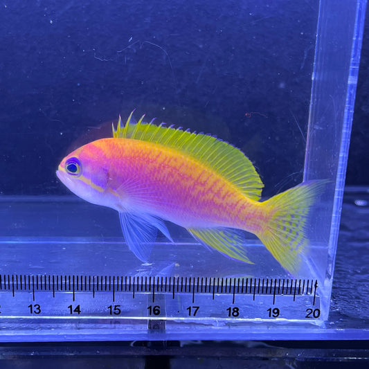 スクリブルドアンティアス メス