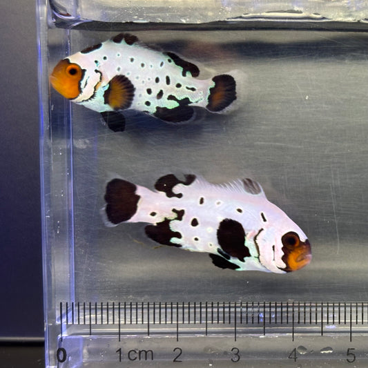 Black Frosbite Clownfish