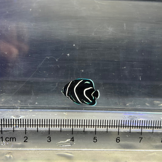 サザナミヤッコ幼魚
