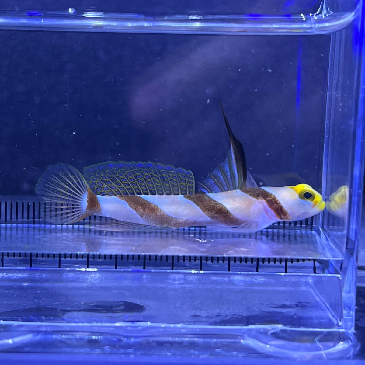 ヒレナガネジリンボウ