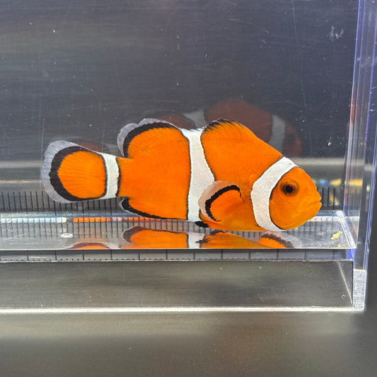 Ocellaris Clownfish