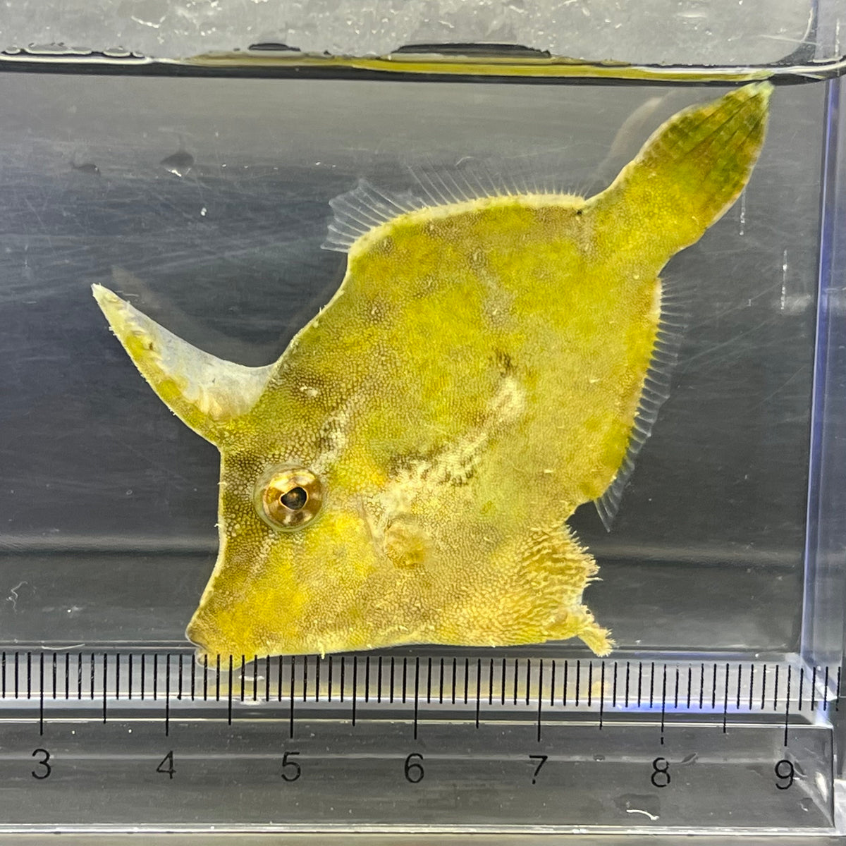 フチドリカワハギ