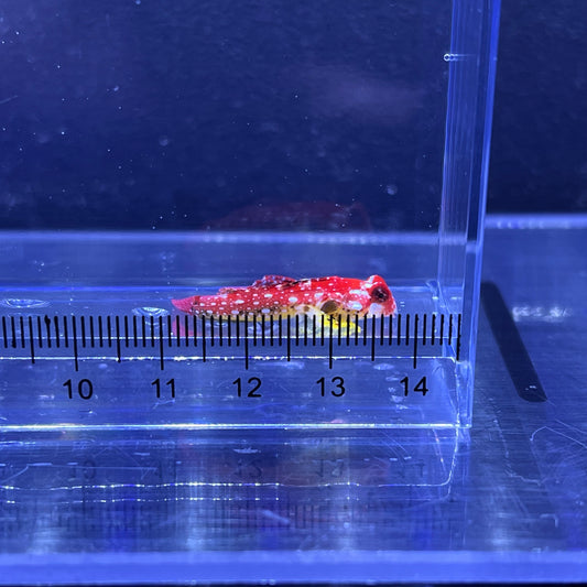 ルビードラゴネット