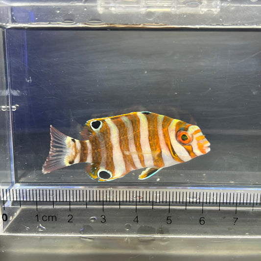 シチセンベラ幼魚