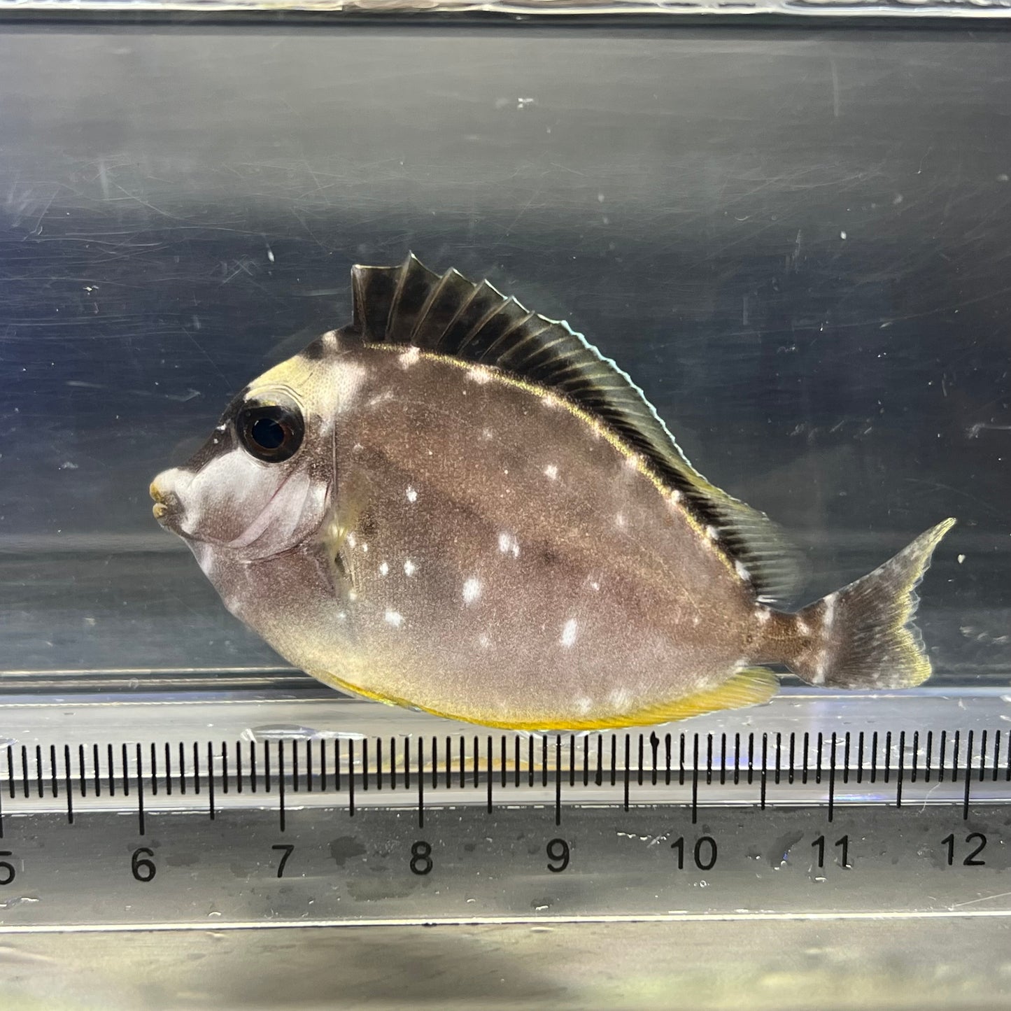 ミヤコテングハギ