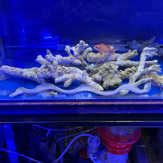 ホワイトリボンイール