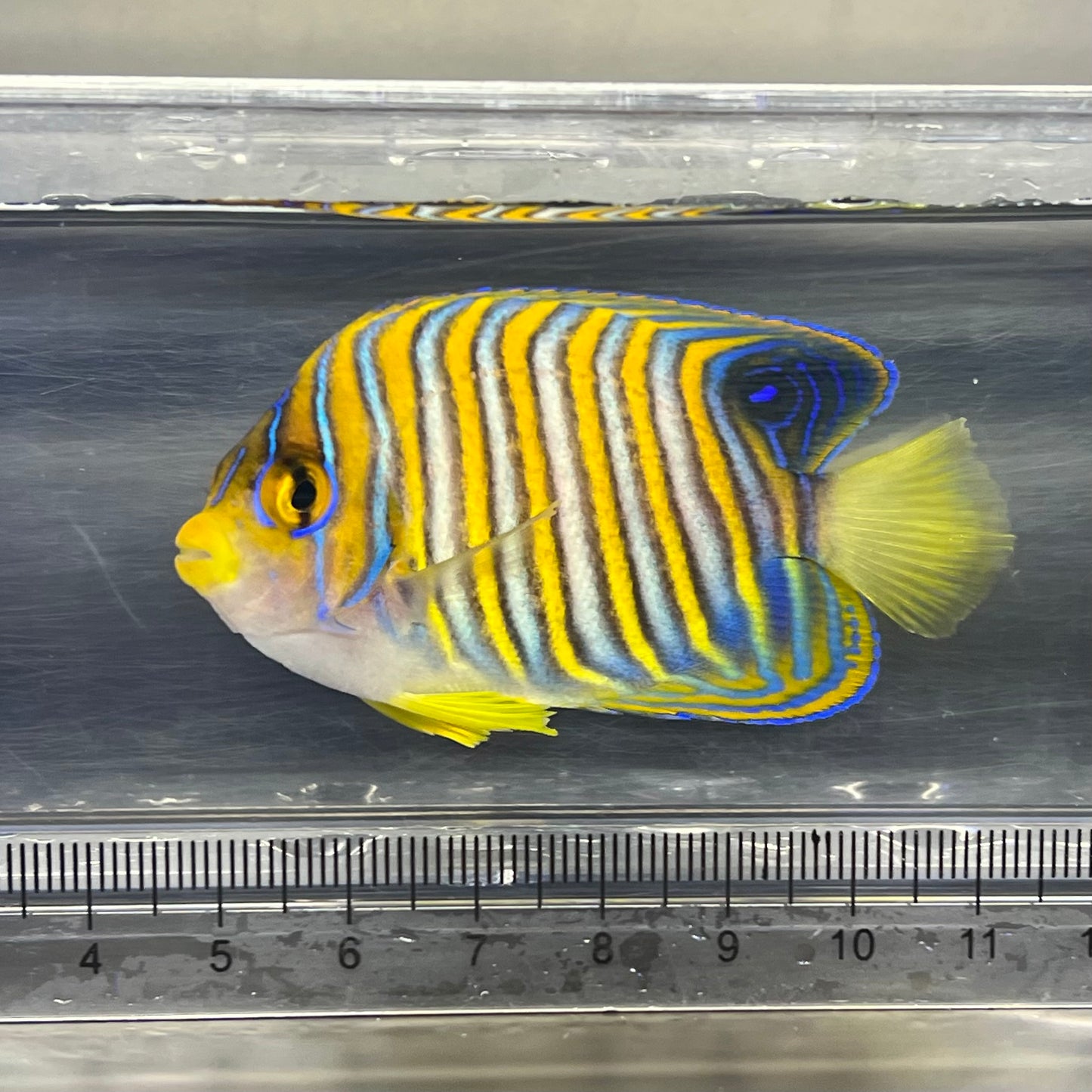 ニシキヤッコ幼魚