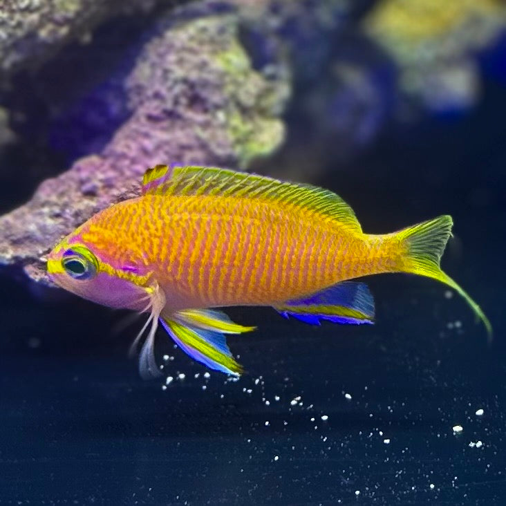 キシマハナダイ Tosanoides flavofasciatu