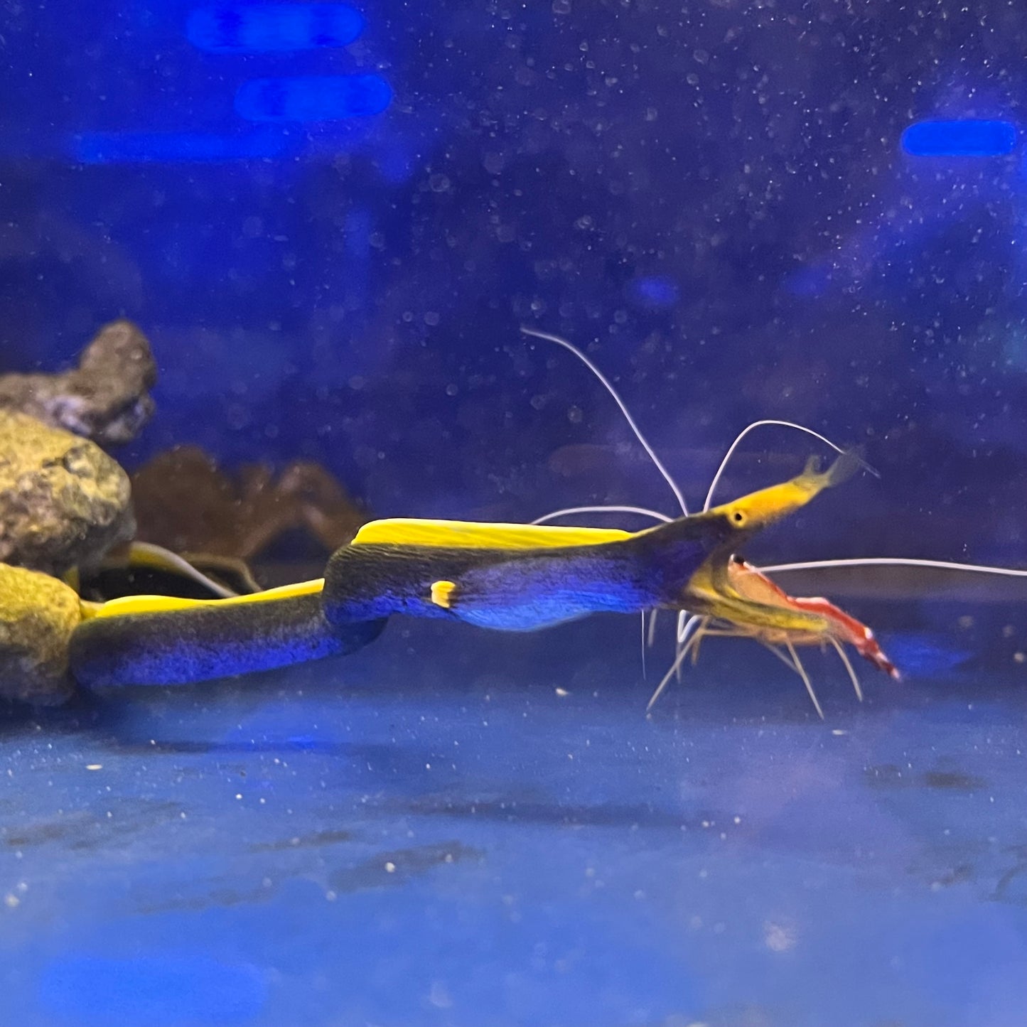 ハナヒゲウツボブルー