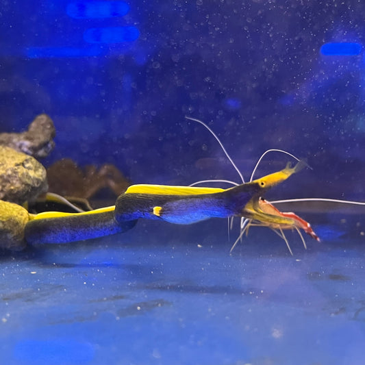 ハナヒゲウツボブルー