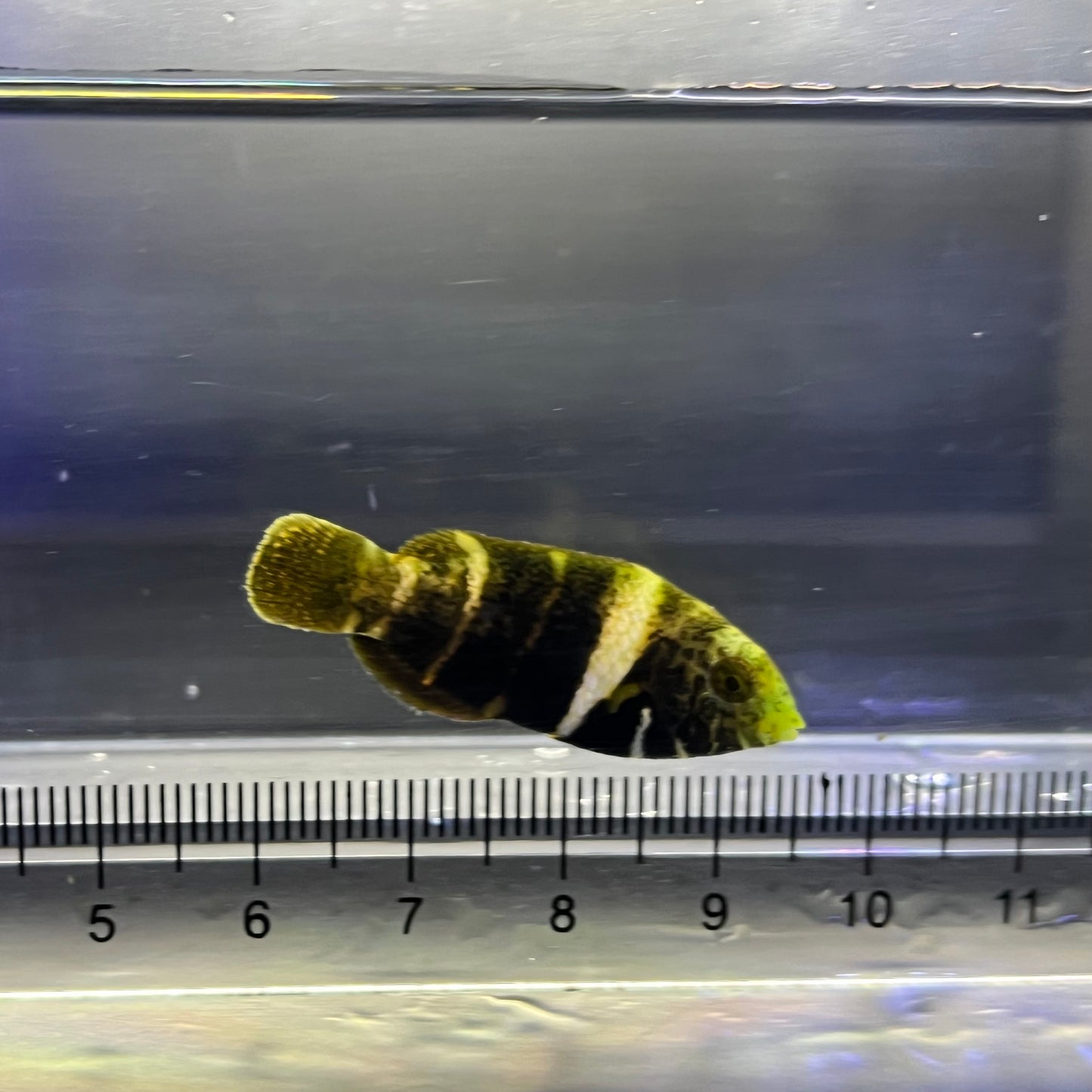 タレクチベラ幼魚