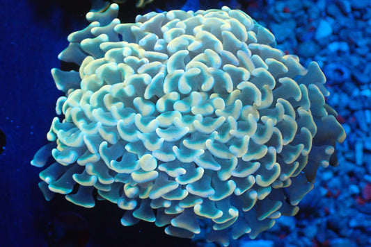 ナガレハナサンゴultragrade03