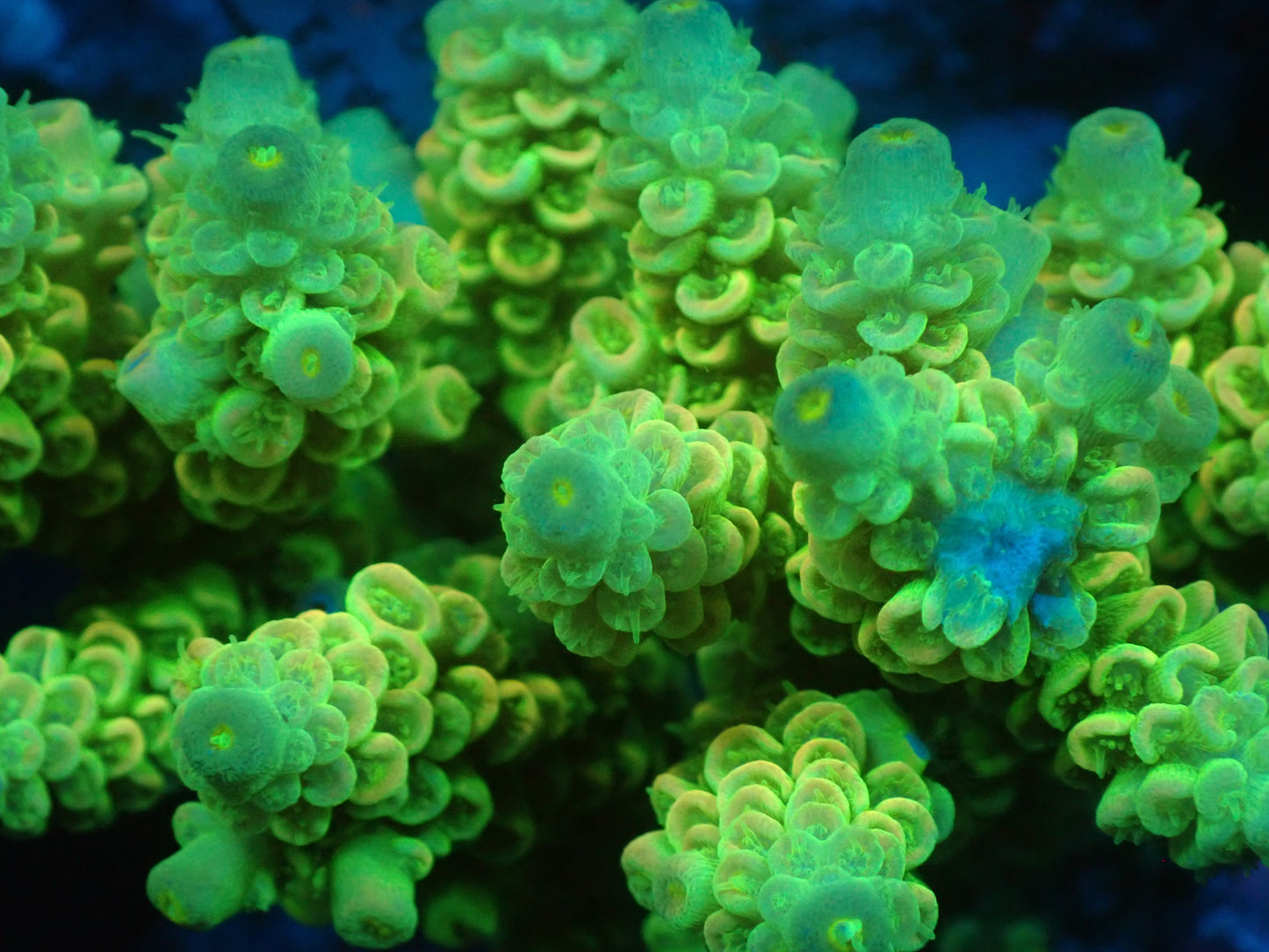 Acropora (ウスエダミドリイシ) インドネシア産008