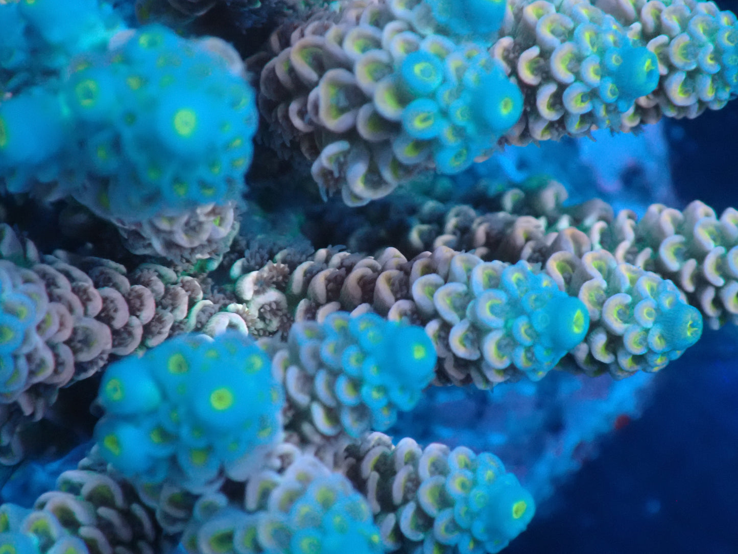 Acropora (ウスエダミドリイシ) インドネシア産010
