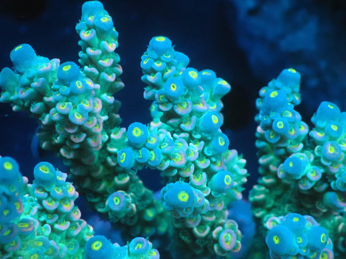 Acropora (ウスエダミドリイシ) インドネシア産012