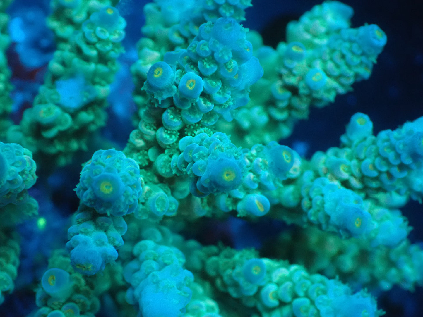 Acropora (ウスエダミドリイシ) インドネシア産016