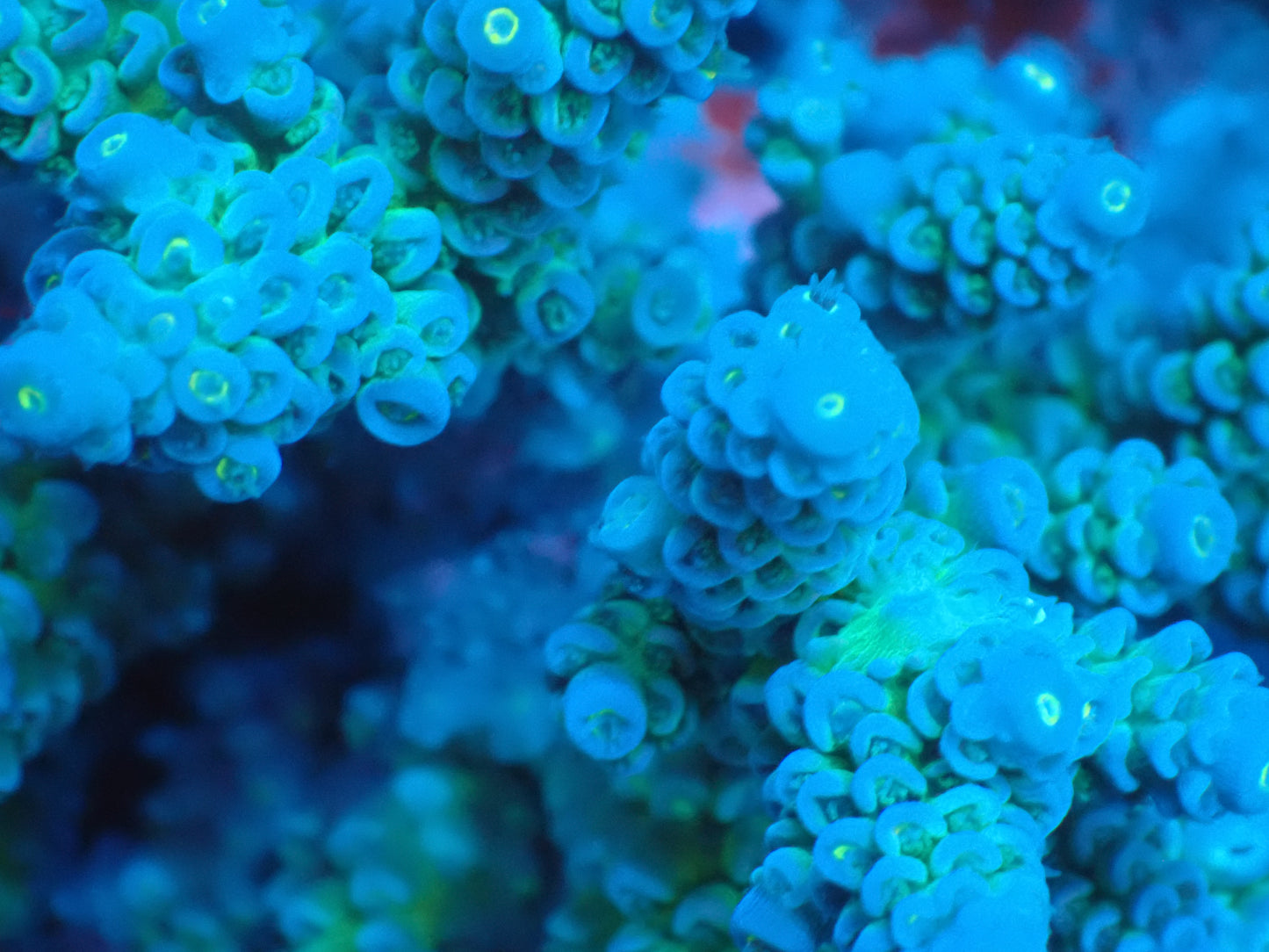 Acropora (ウスエダミドリイシ) インドネシア産020