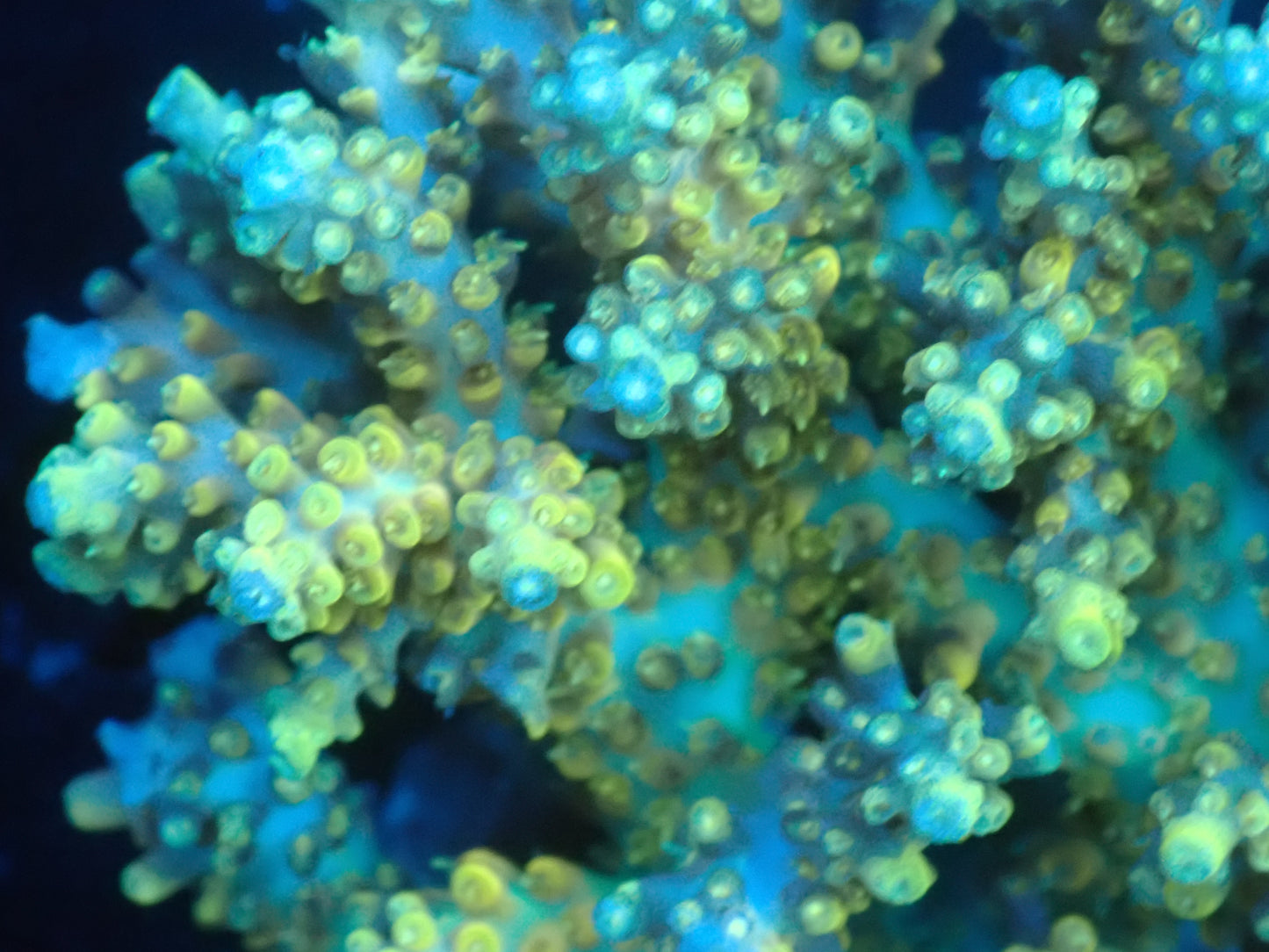 Acropora (microclados) インドネシア産034
