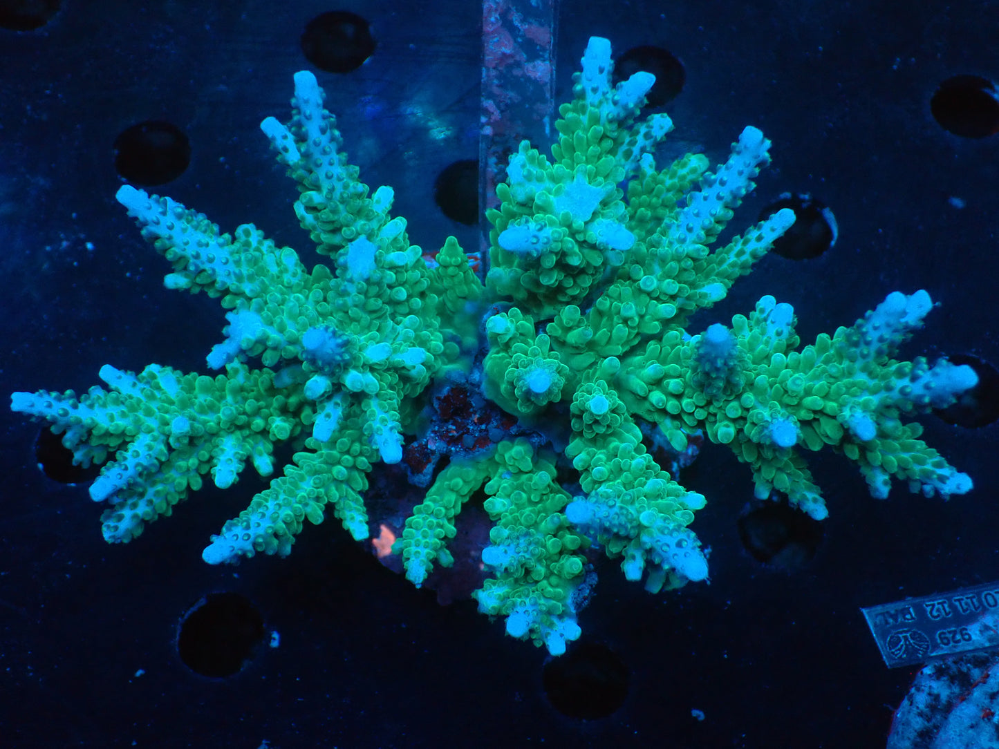 激レア Acropora ( parilisパラリシス) フラグ03
