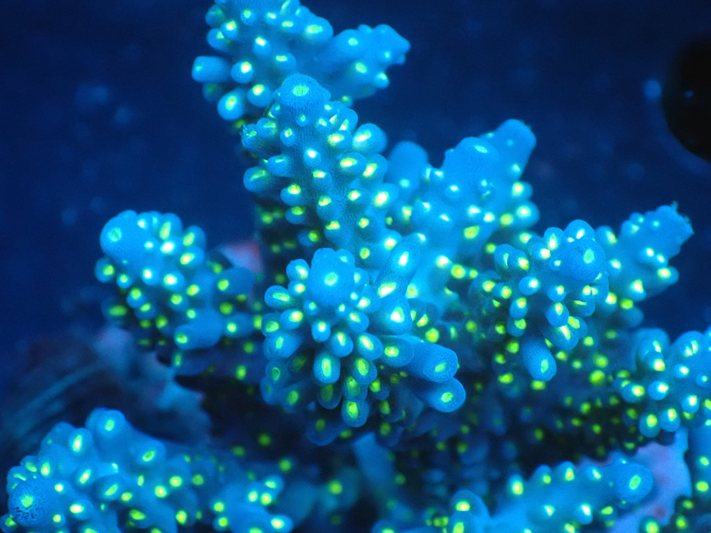 Acropora (ミドリイシ) インドネシア産043