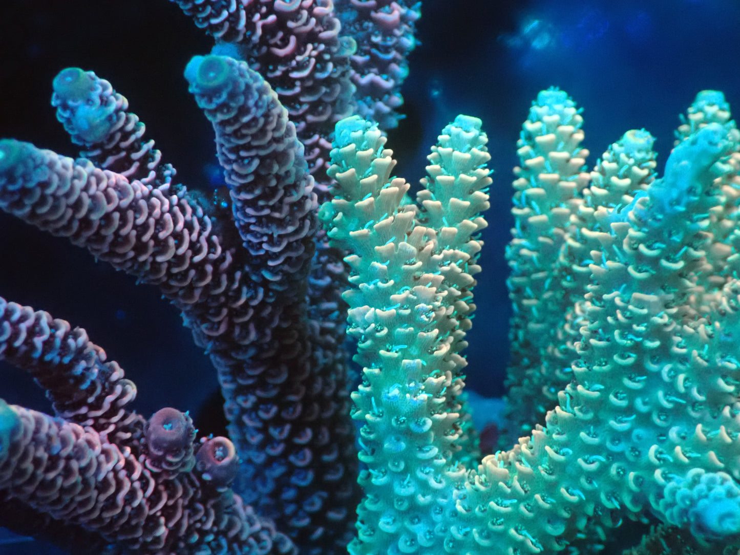 Acropora (millepora) インドネシア産046