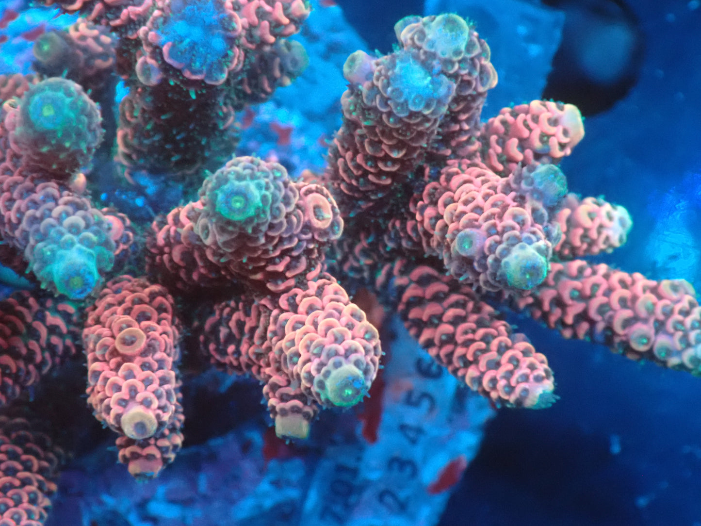 Acropora (millepora) インドネシア産056
