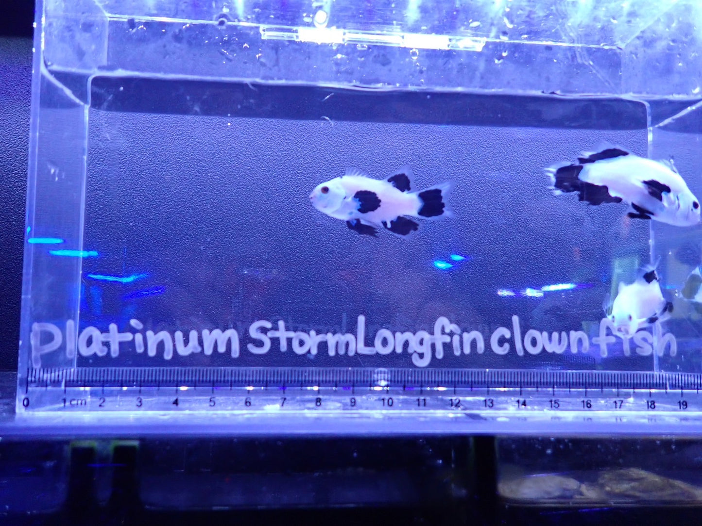 Platinum Storm Longfin Clownfish4~5㎝±