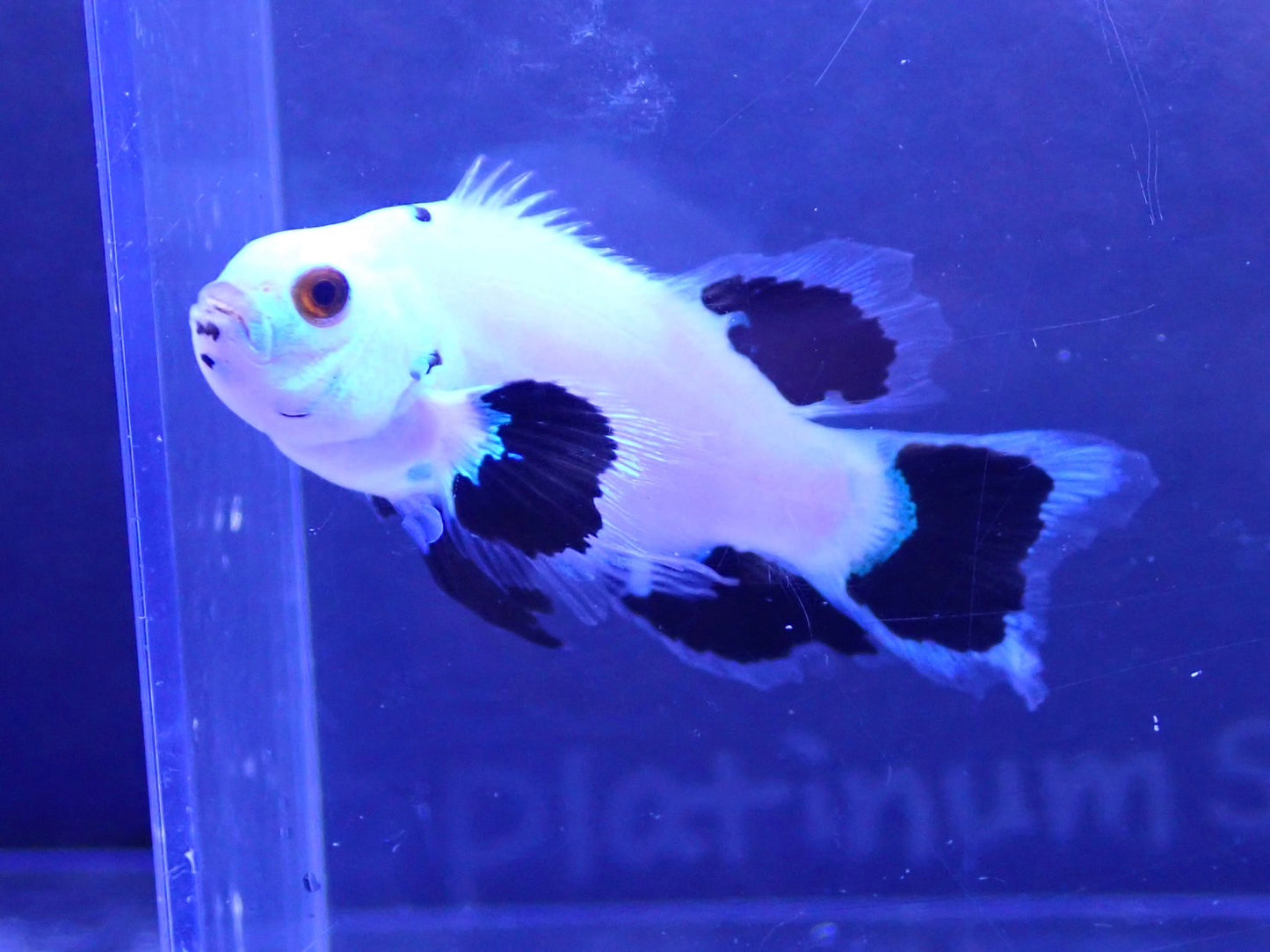 Platinum Storm Longfin Clownfish4~5㎝±