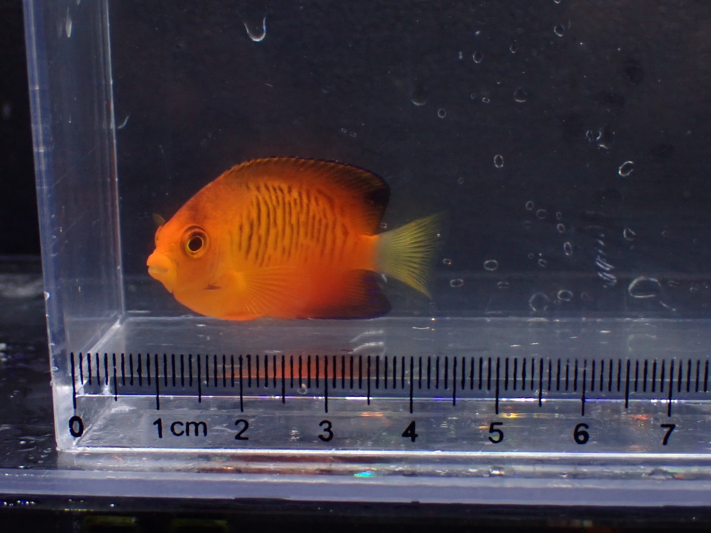 ダイダイヤッコ