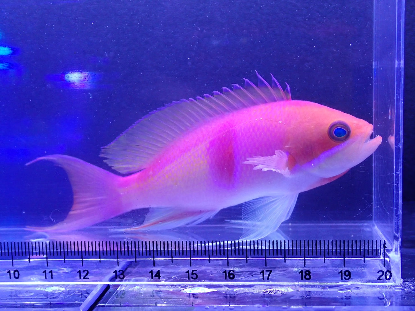 アカオビハナダイ