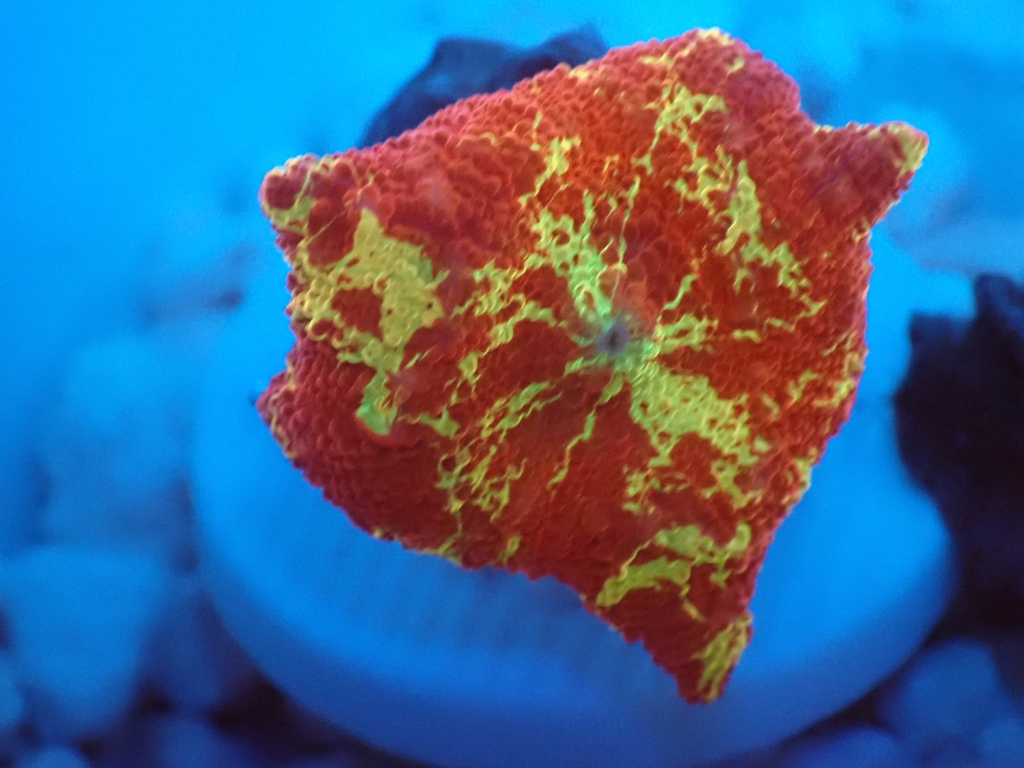 Jawbreaker Mushroom 029