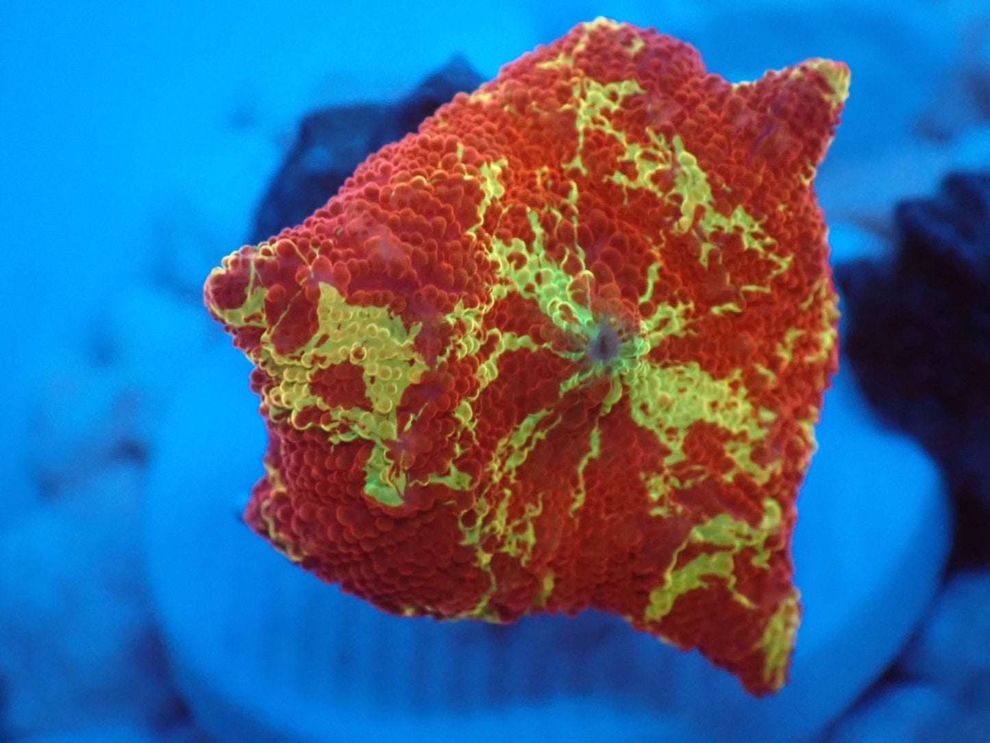 Jawbreaker Mushroom 029