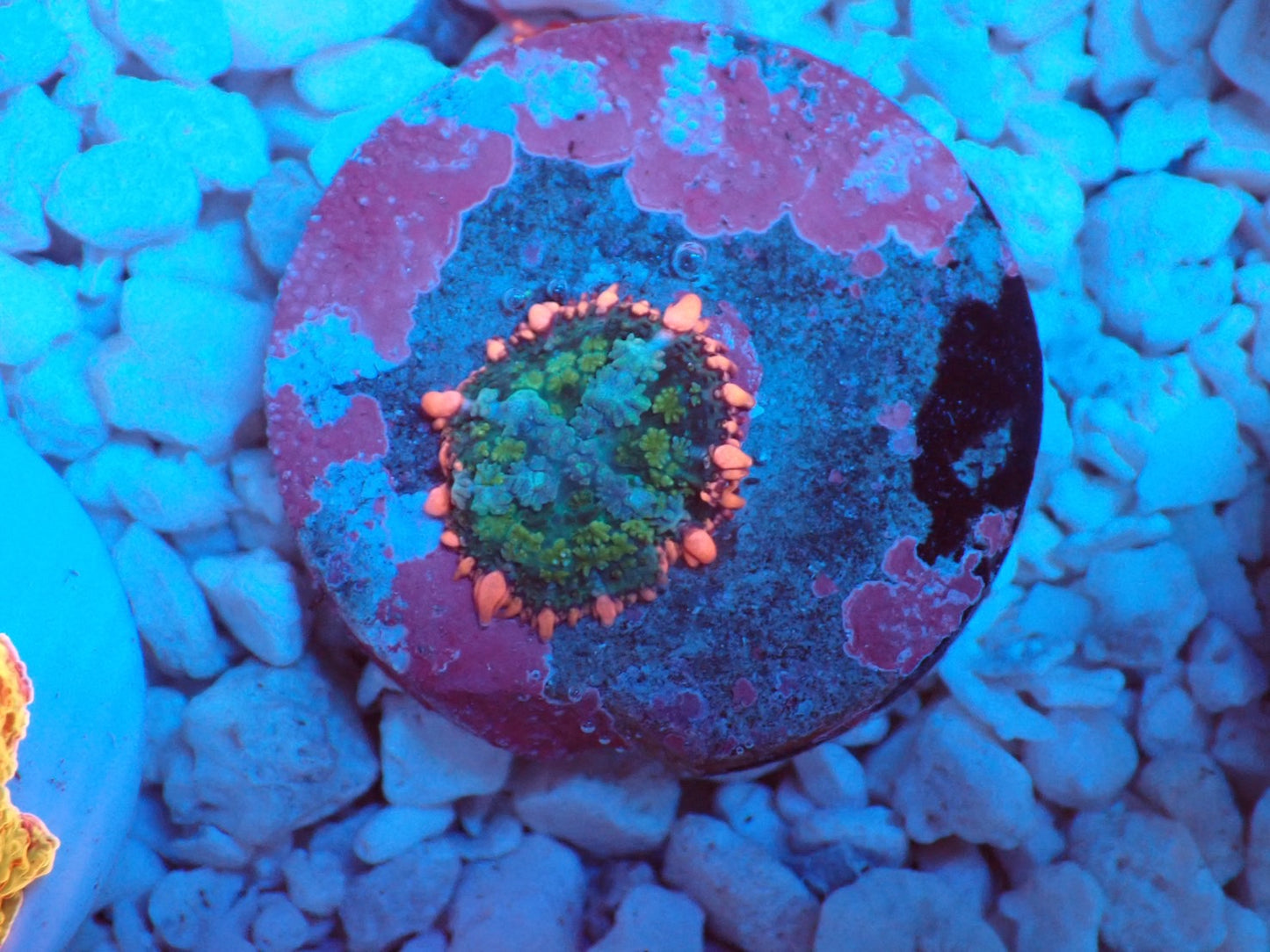 Frankenstein Bounce Mushroom 01