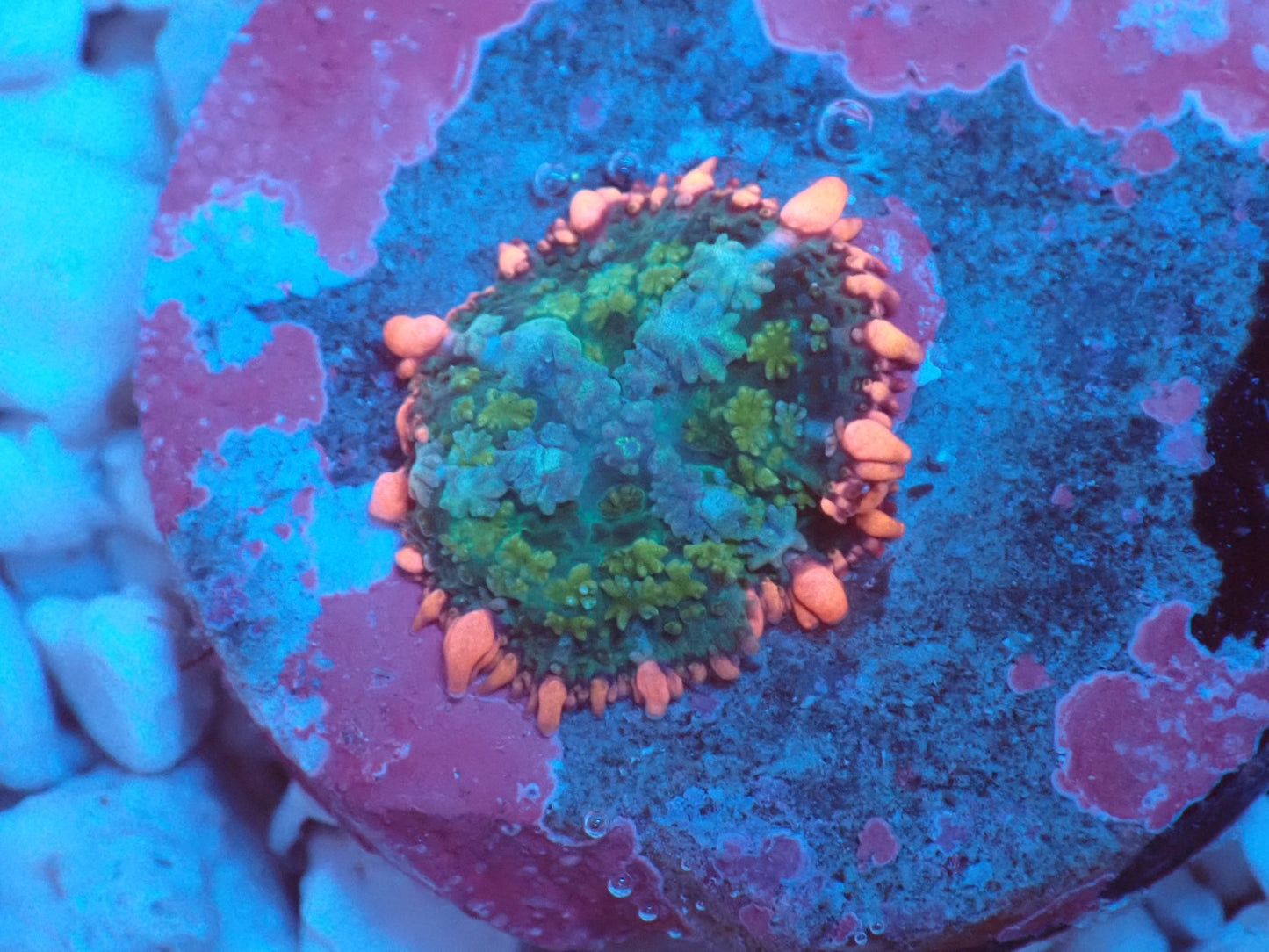 Frankenstein Bounce Mushroom 01