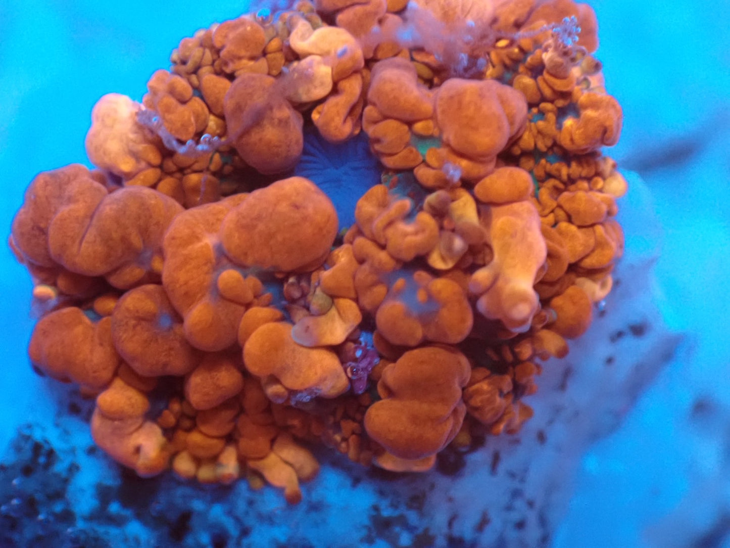 Raunchy Red Bounce Mushroom