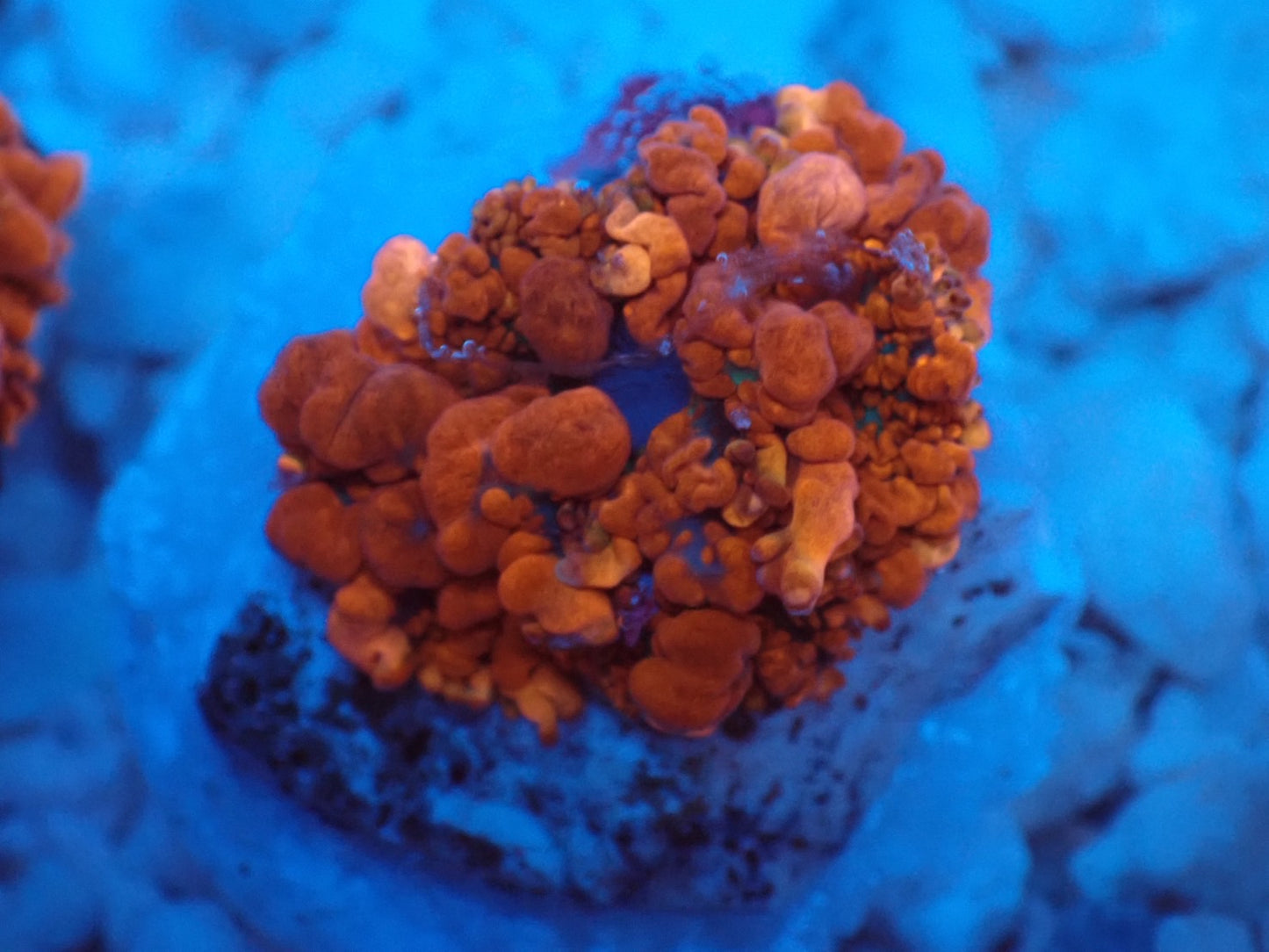 Raunchy Red Bounce Mushroom