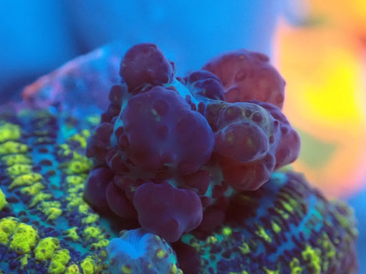 Red Uranium Bounce Mushroom