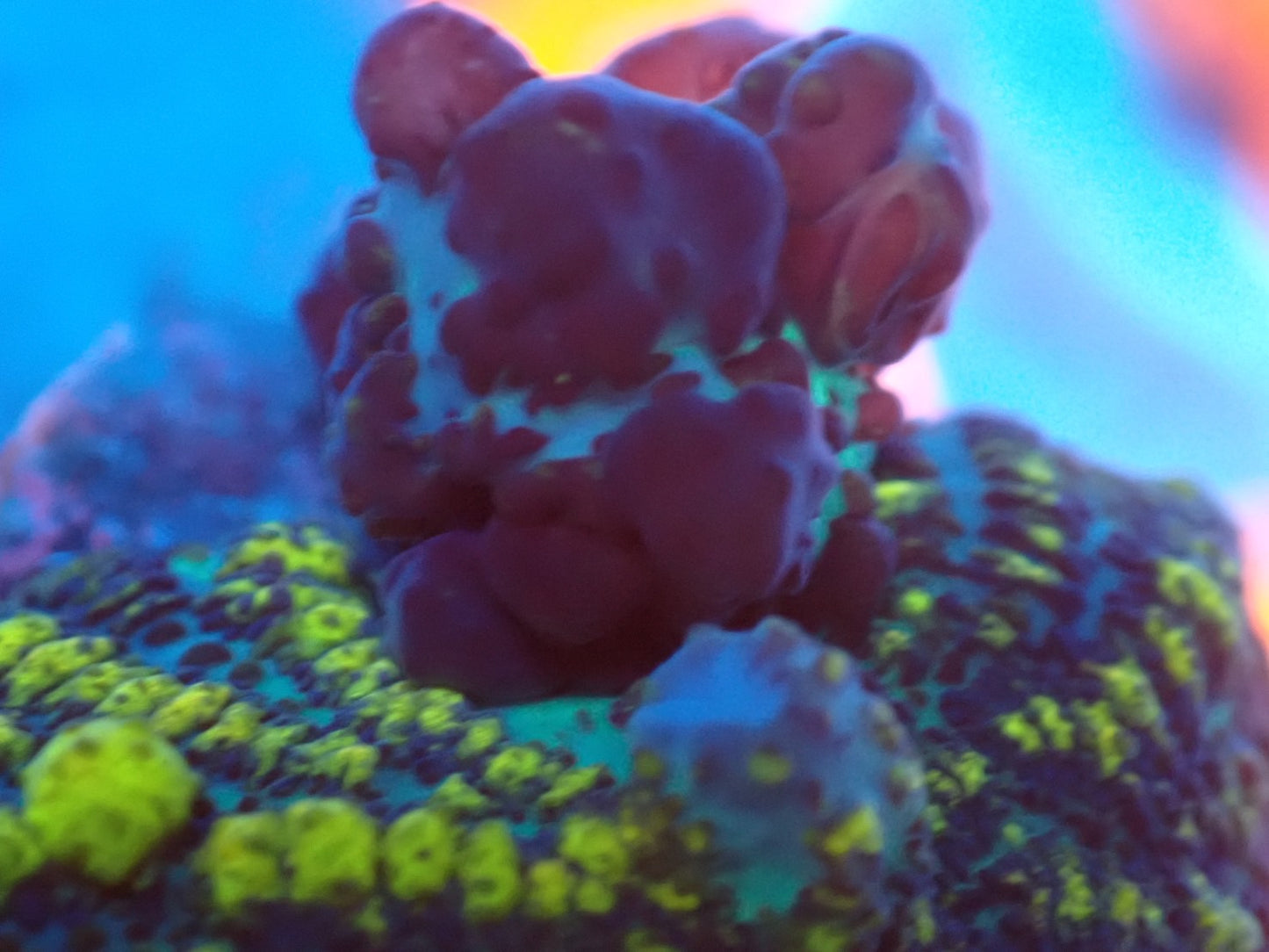 Red Uranium Bounce Mushroom 02