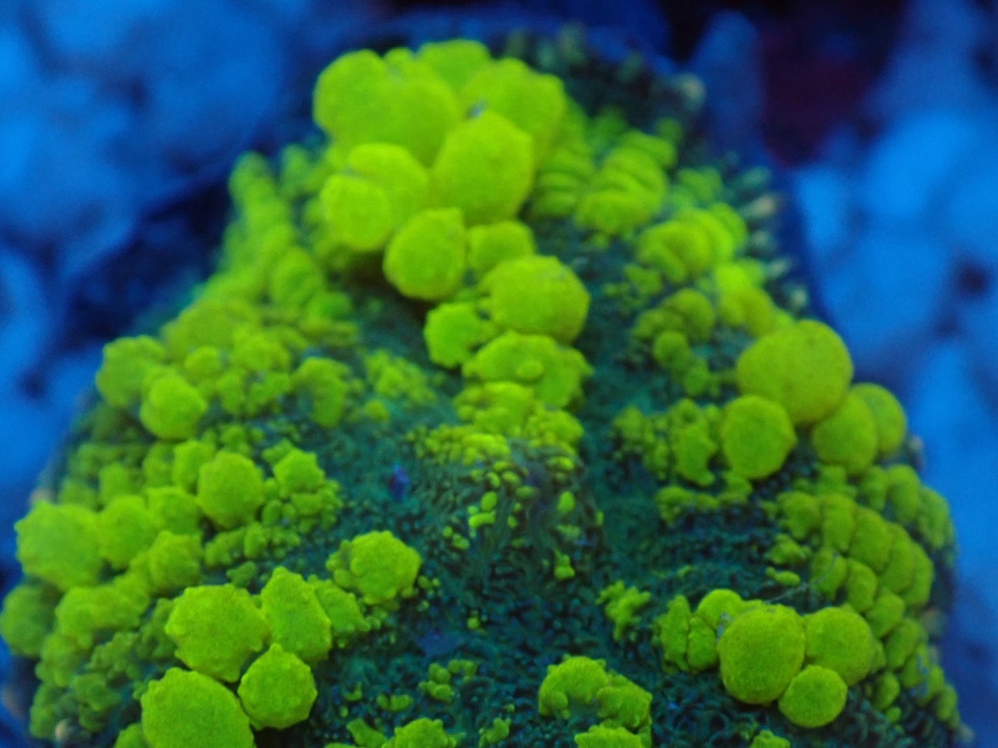 Uranium Bounce Mushroom 05