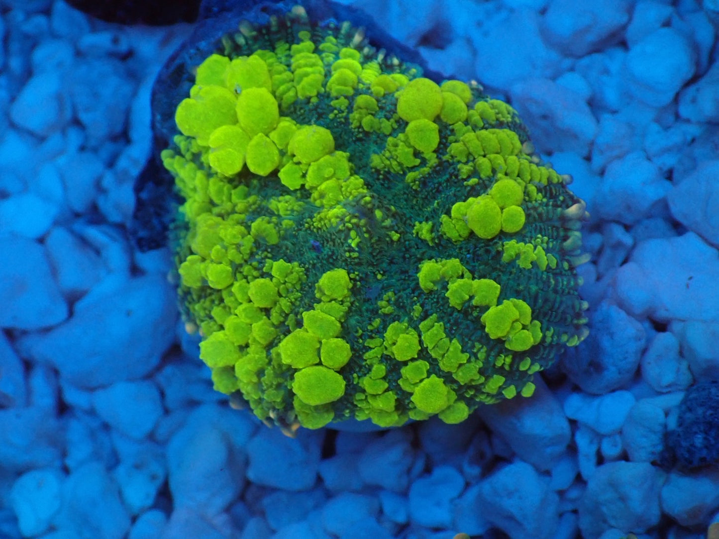 Uranium Bounce Mushroom 05