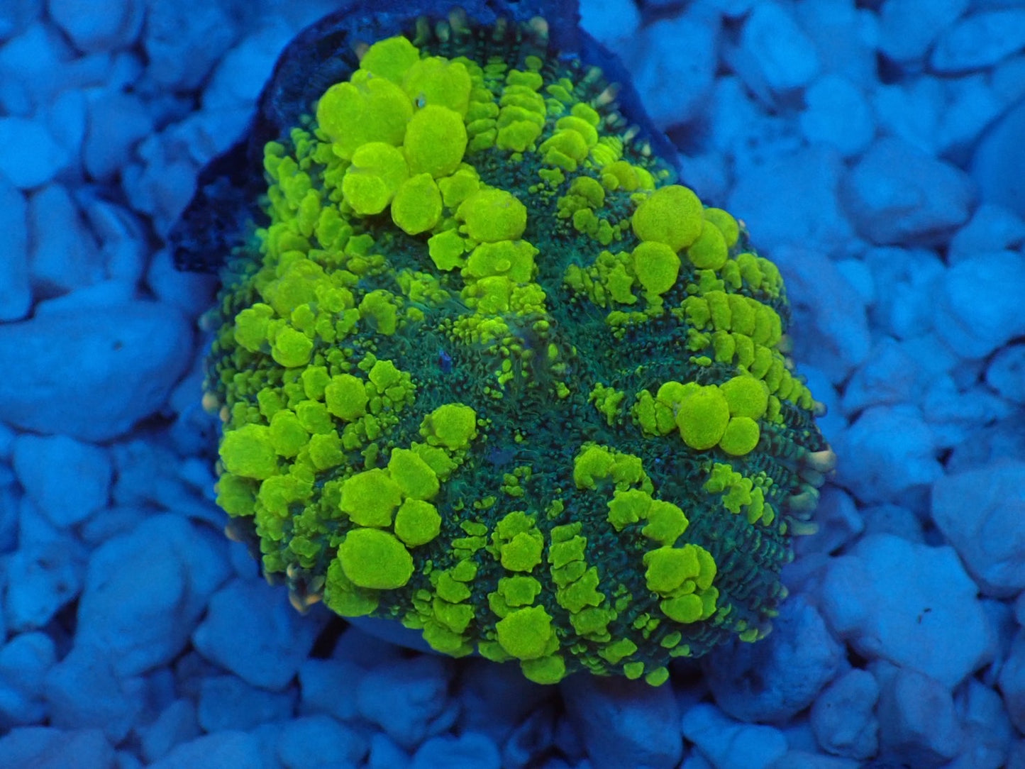 Uranium Bounce Mushroom 05
