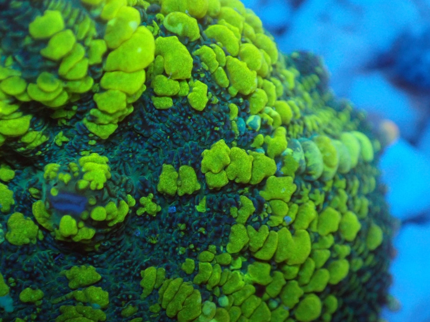Uranium Bounce Mushroom 04