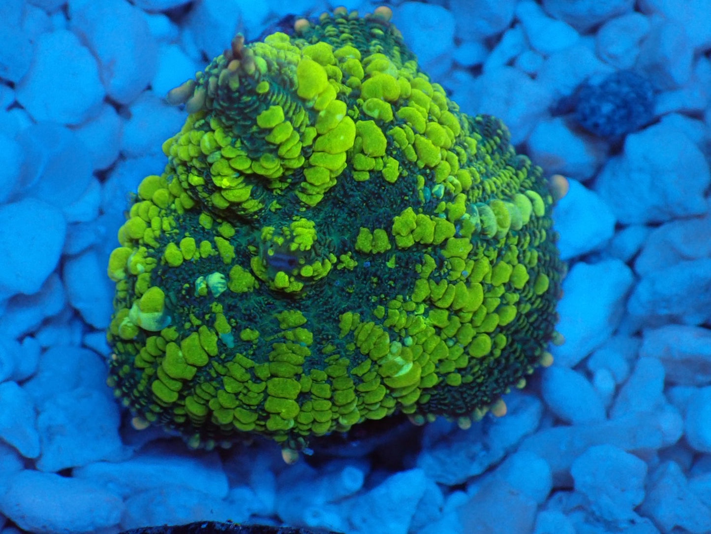 Uranium Bounce Mushroom 04