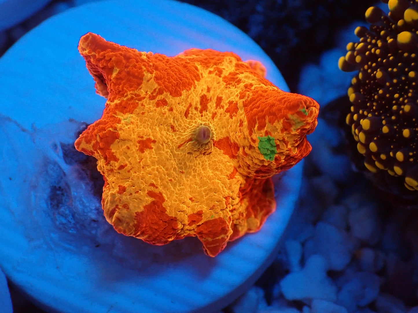 Jawbreaker Mushroom 3color 020