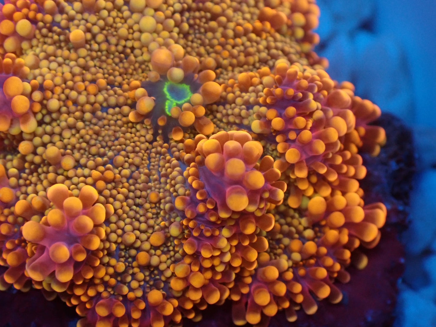 Ricordea yuma purple gold レアカラー