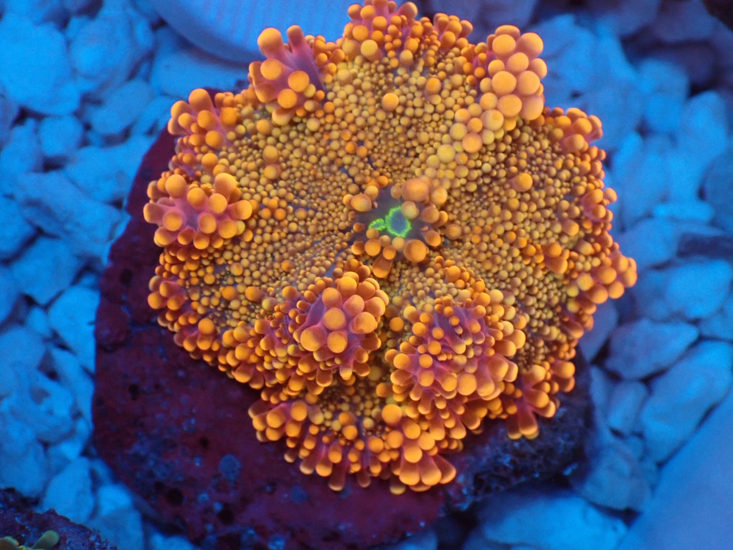 Ricordea yuma purple gold レアカラー