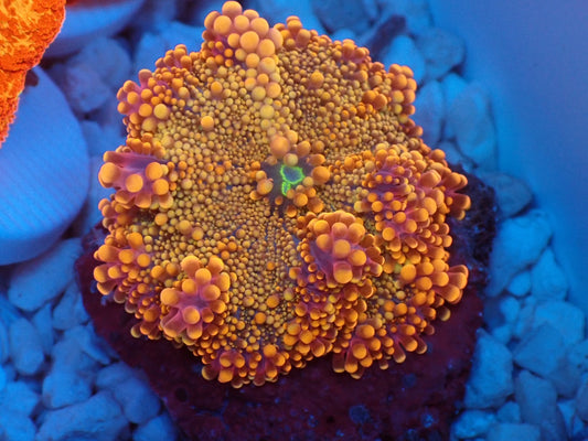 Ricordea yuma purple gold レアカラー