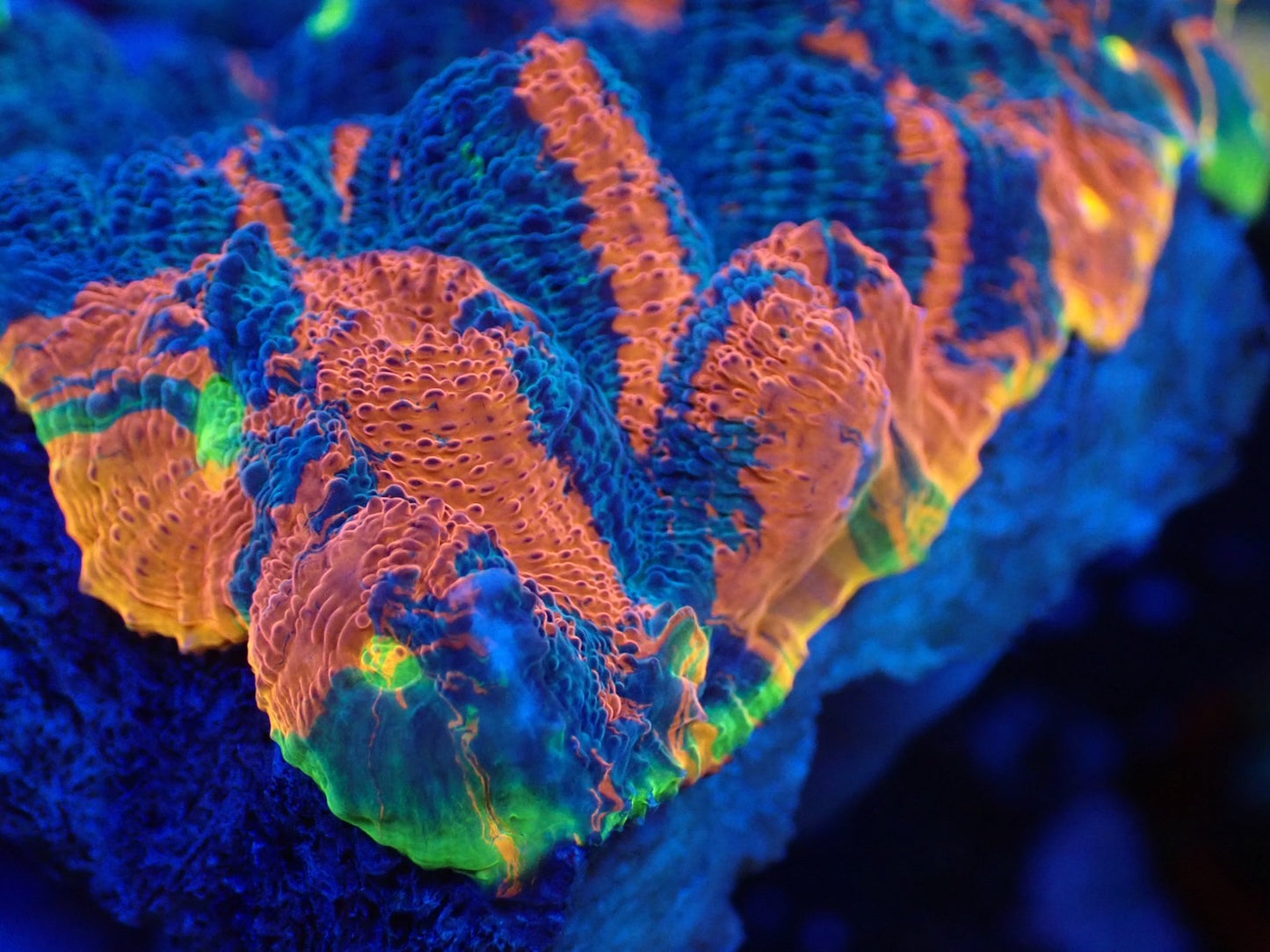Deep Sea Echinophyllia Rainbow wild02